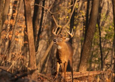 World Record Whitetail Deer: