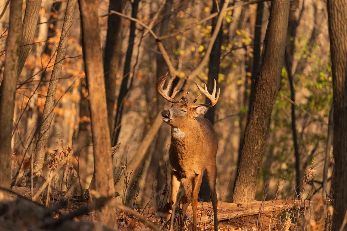 World Record Whitetail Deer:
